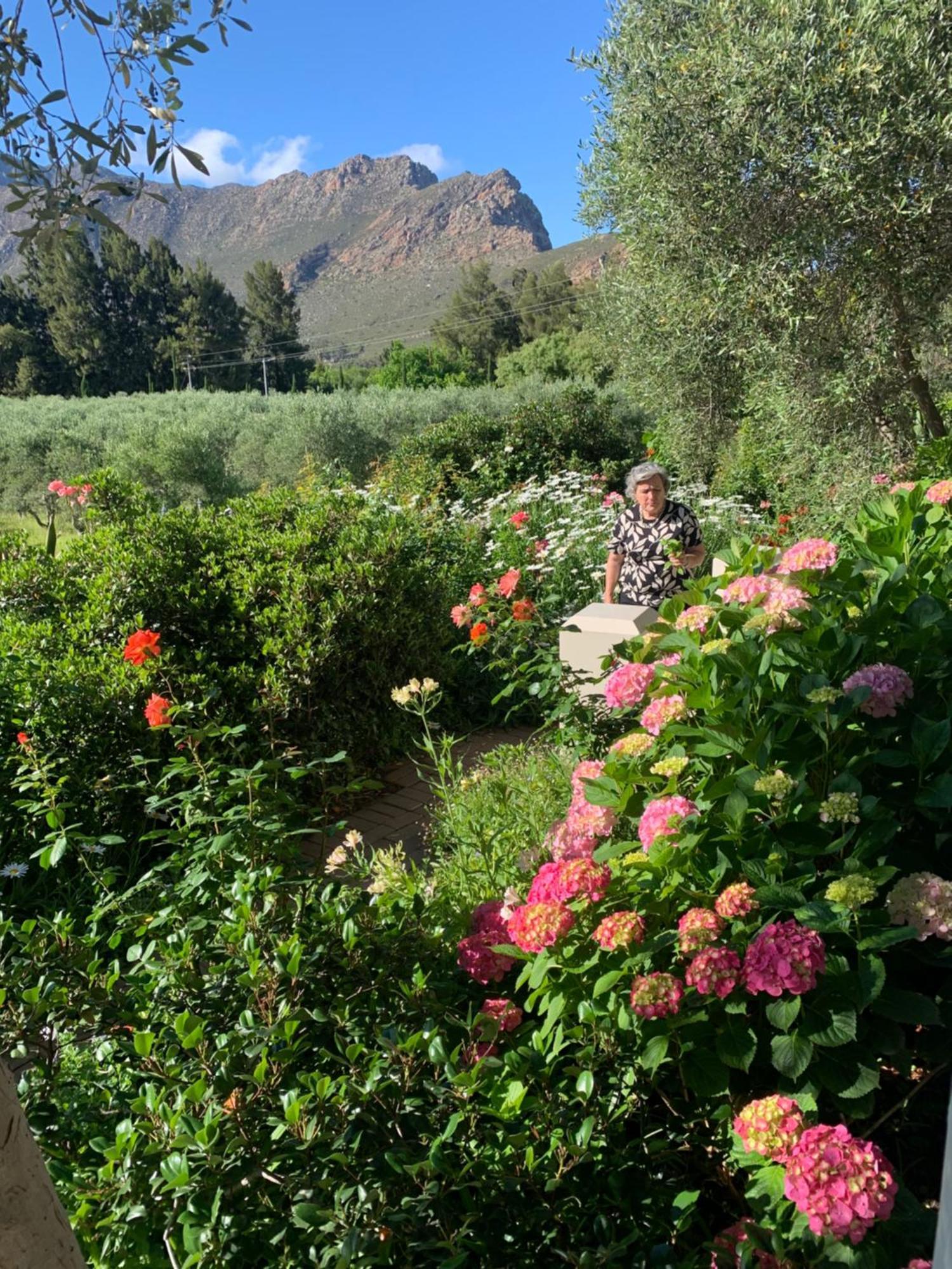 Montagu Vines Guesthouse Exterior foto